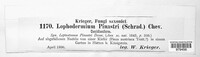 Lophodermium pinastri image